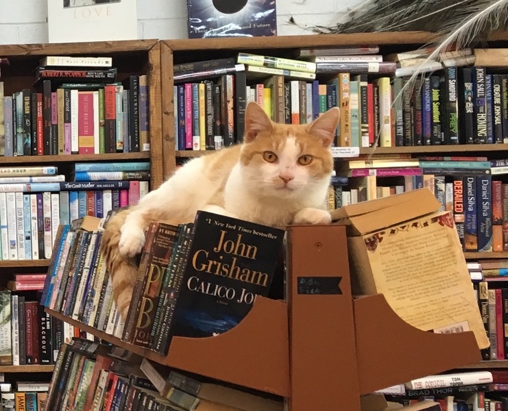 Cat Tales Bookstore